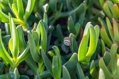 Typical Mediterranean vegetation in Costa Blanca, Alicante province, Spainの写真素材
