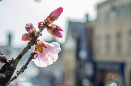 Flowers of a tree sprouting in spring, natural detailの写真素材