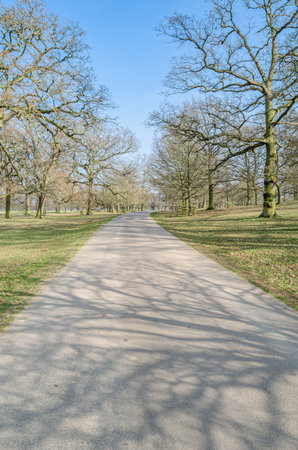 Natural background, pathway in a park in springtimeの写真素材