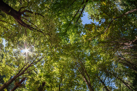 View of a footpath in a forest, fisheye perspectiveの写真素材