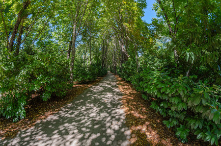 View of a footpath in a forest, fisheye perspective