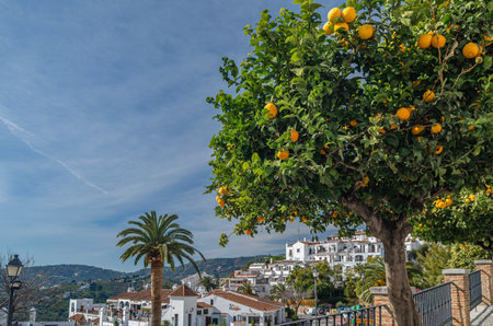 FRIGILIANA, SPAIN - JANUARY 28, 2020: View of the village of Frigiliana, with an orange tree in the foreground, province of Malaga, Andalusia, southern Spainのeditorial素材