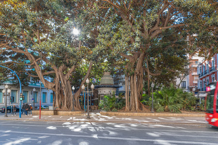 ALICANTE, SPAIN - JANUARY 18, 2023: View of El Portal de Elche, a central square in Alicante, Spain, with four large Ficus macrophylla trees that are protected by lawのeditorial素材