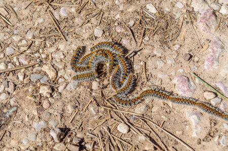Pine processionary (Thaumetopoea pityocampa) caterpillars on the groundの写真素材