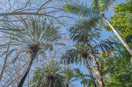 Palm trees and tropical plants in Malaga Park, Andalusia, southern Spainの写真素材