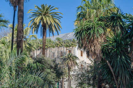 Palm trees and tropical plants in Malaga Park, Andalusia, southern Spainの写真素材