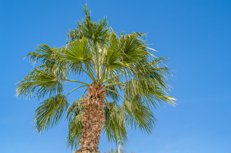 Palm tree on blue sky backgroundの写真素材