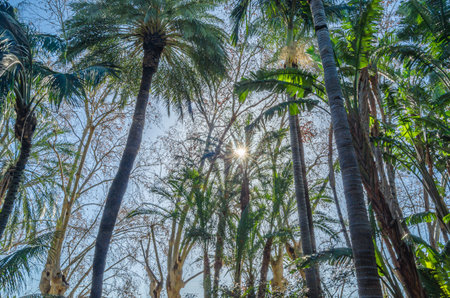 Palm trees and tropical plants in Malaga Park, Andalusia, southern Spainの写真素材