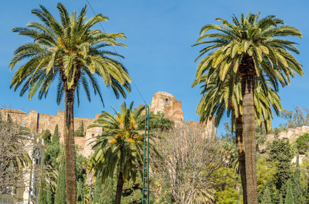 Palm trees and tropical plants in Malaga Park, Andalusia, southern Spainの写真素材