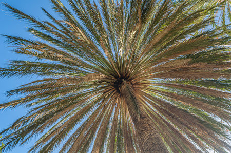 Palm tree on blue sky background