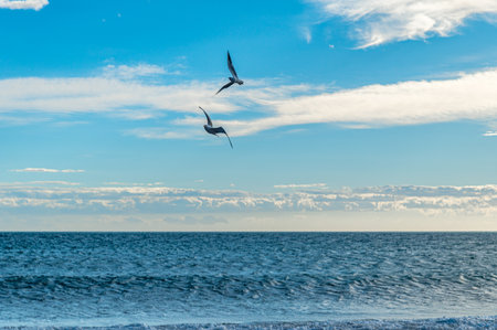 View of seagulls on a Mediterranean beachの写真素材