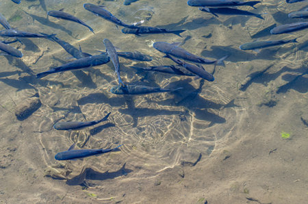 Fish swimming in the water of a shallow river