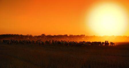 Sheep sunsetの写真素材