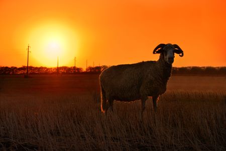 Sheep sunsetの写真素材