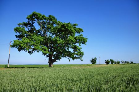Big green tree and fresh field の写真素材