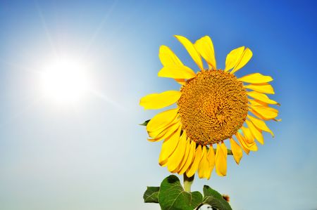 Beautiful sunflowers with blue sky and sunの写真素材