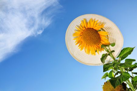Beautiful sunflowers with blue sky, verticalの写真素材