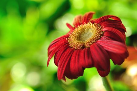 Red daisy gerbera flower Depth of fieldの素材 [FY3106350192]