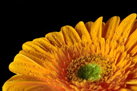 Yellow Daisy Gerbera Flower with raindrops on a black bockgroundの写真素材