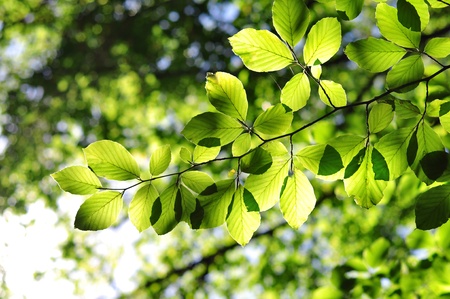 Green leaves with sun rayの写真素材