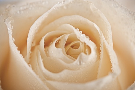 Beautiful white rose with rain drops on whiteの写真素材
