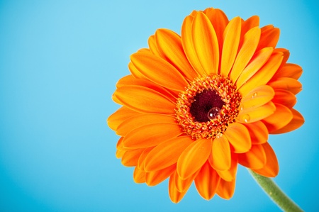 Orange Daisy Gerbera Flower on blue backgroundの写真素材