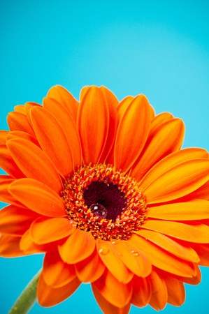 Orange Daisy Gerbera Flower on blue backgroundの写真素材