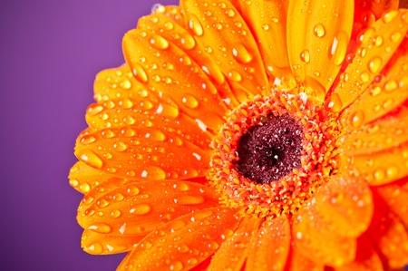 Orange Daisy Gerbera Flower on purple backgroundの写真素材
