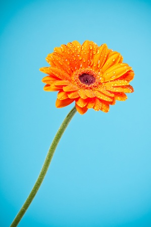 Orange Daisy Gerbera Flower on blue backgroundの写真素材