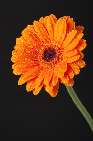 Orange Daisy Gerbera Flower on black backgroundの写真素材