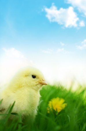 Little chicken on green grass and blue backgroundの写真素材
