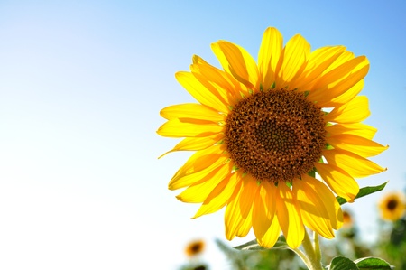 Beautiful sunflowers with blue sky の写真素材