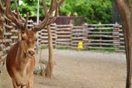 White Tail Deer Buck in forestの写真素材