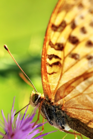 A butterfly on the flowerの写真素材