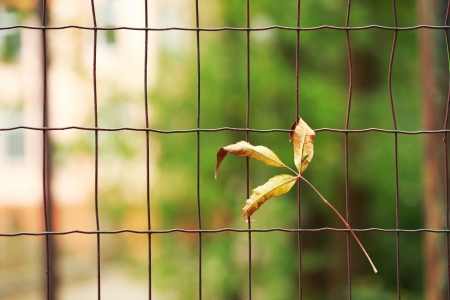 Autumn leaves on a sunny day with shallow depth of field の写真素材
