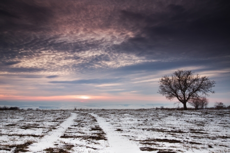 Winter tree in a field with dramatic sky , sunsetの写真素材