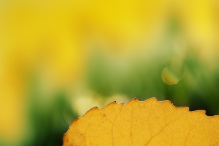 Yellow leaf, macro close up natural backgroundの写真素材