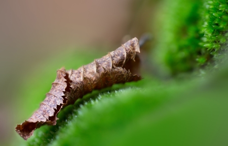 Green leaf, macro close up natural backgroundの写真素材
