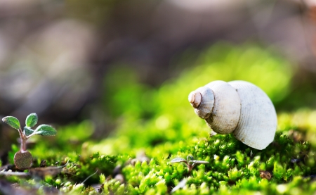 Green grass and snail , macro shotの写真素材