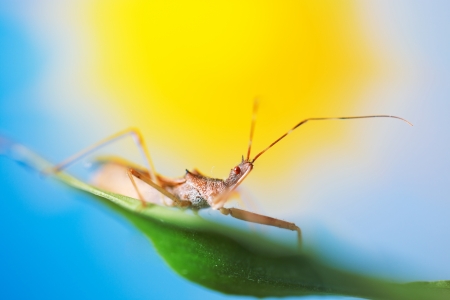 Macro shot on bug in colorful backgroundの写真素材