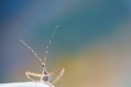 Macro shot on bug in colorful backgroundの写真素材