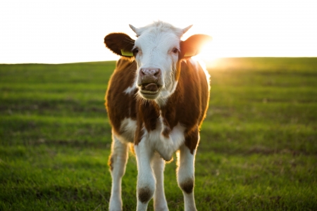 Cows standing on a pastureの写真素材