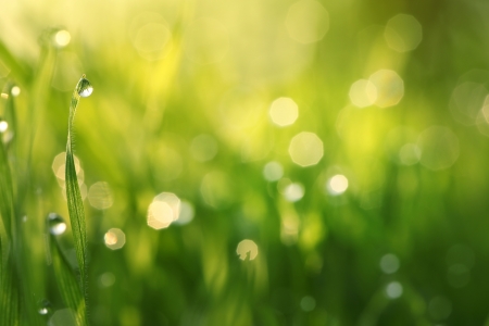 Water drops on the green grass   の写真素材