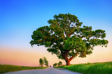 Big green tree and fresh field , sunset shotの写真素材