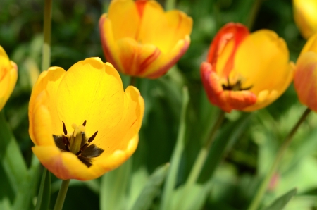 Beautiful yellow tulips, close upの写真素材