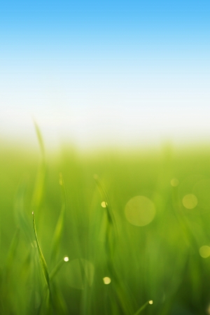 Water drops on blade of grass  Shallow Dof の写真素材