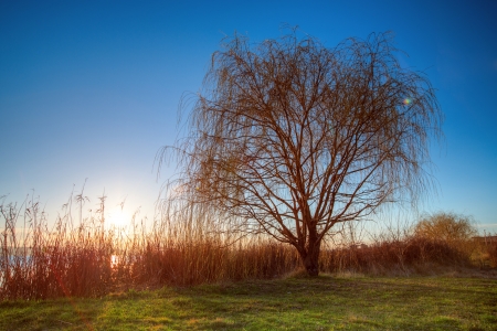 Lake at sunset with a tree , sunset shotの写真素材