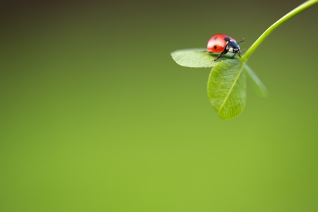 Ladybug on green leaf and green backgroundの写真素材