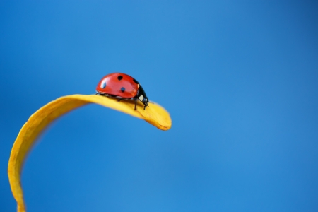Ladybug on yellow leaf and blue backgroundの写真素材