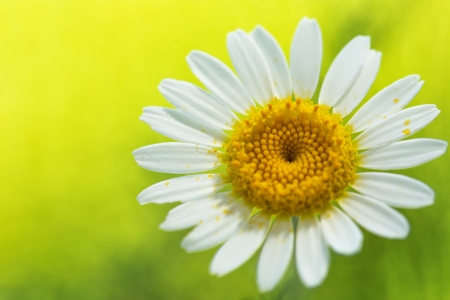 Daisy flower on yellow backgroundの写真素材